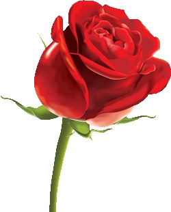 rose